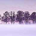 Tree line
